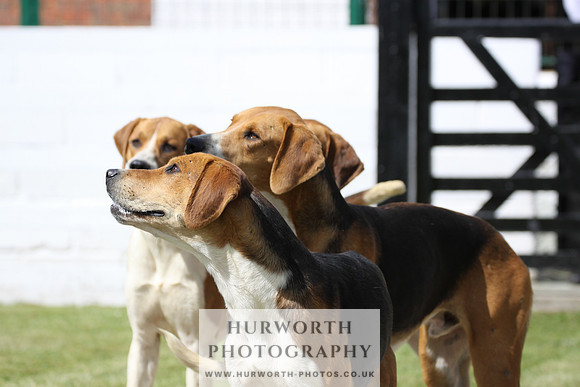 Hurworth Hunt Puppy Show 028