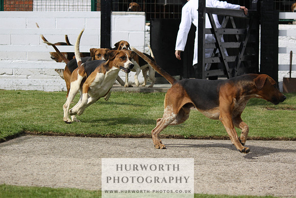 Hurworth Hunt Puppy Show 123