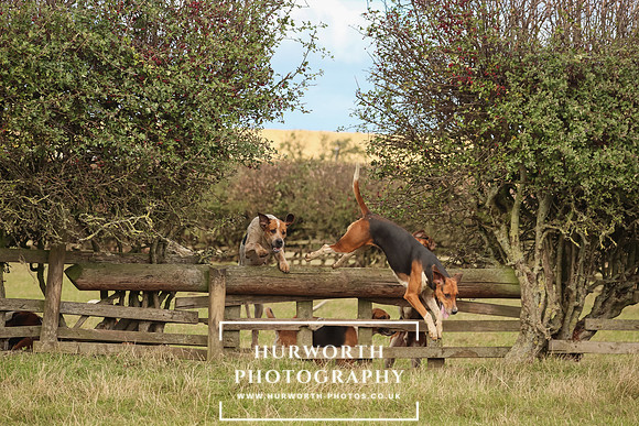 Hurworth Hunt 8