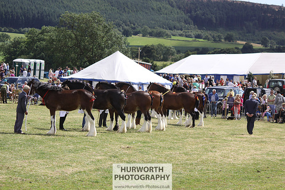 2013 Osmotherley Show 146