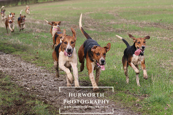 Hurworth Hunt 381