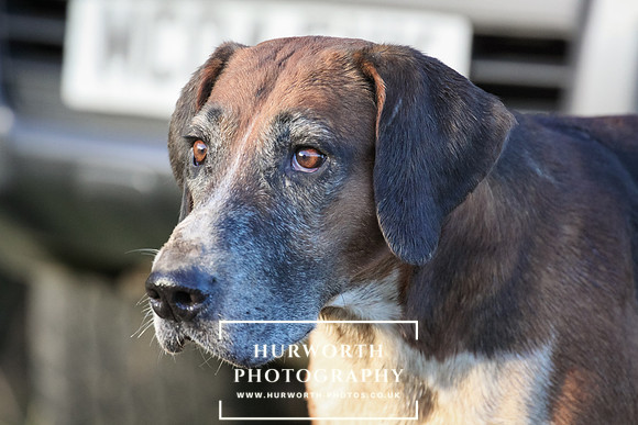 Hurworth Hunt 117
