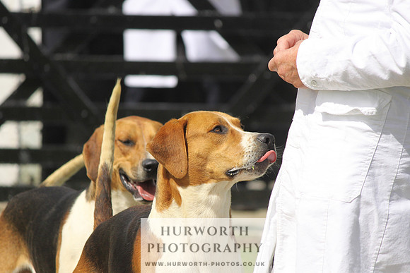 Hurworth Hunt Puppy Show 036