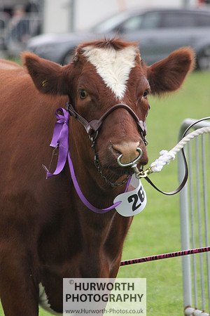 North Yorkshire County Show 128