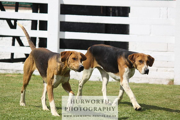Hurworth Hunt Puppy Show 052