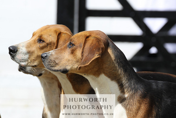 Hurworth Hunt Puppy Show 016
