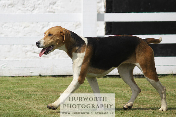 Hurworth Hunt Puppy Show 090