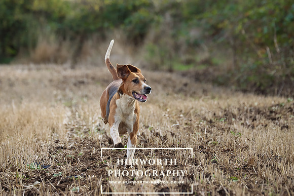 Hurworth Hunt 16