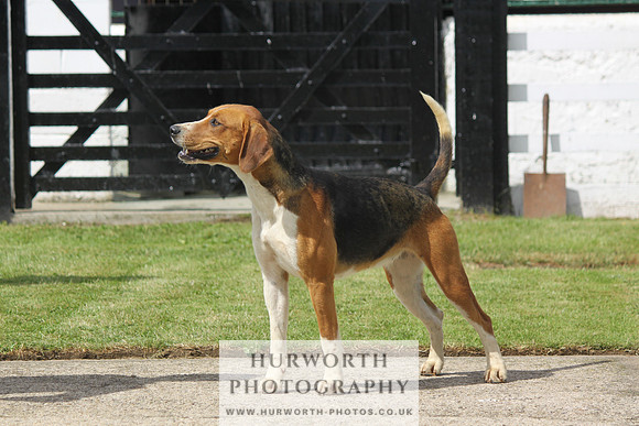 Hurworth Hunt Puppy Show 080