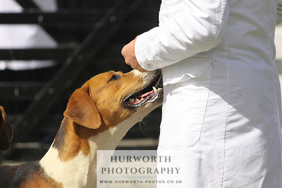 Hurworth Hunt Puppy Show 038