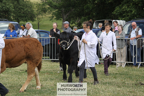 2013 Osmotherley Show 202