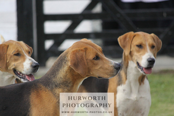 Hurworth Hunt Puppy Show 097