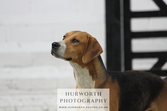 Hurworth Hunt Puppy Show 056