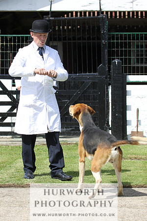 Hurworth Hunt Puppy Show 001