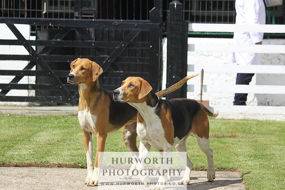 Hurworth Hunt Puppy Show 044