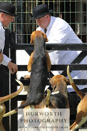 Hurworth Hunt Puppy Show 019