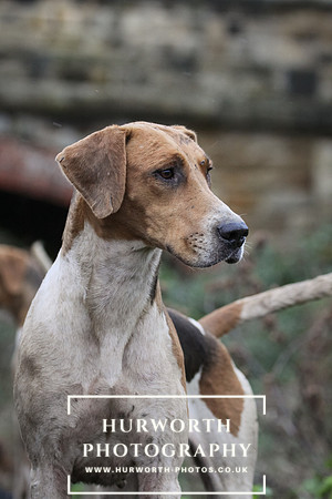 Hurworth Hunt 147