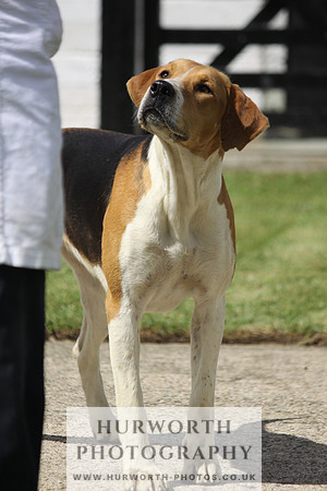 Hurworth Hunt Puppy Show 068