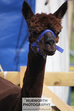 North Yorkshire County Show 032