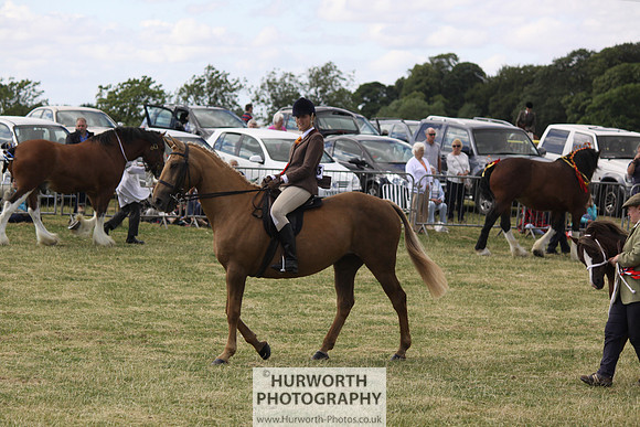 2013 Osmotherley Show 245