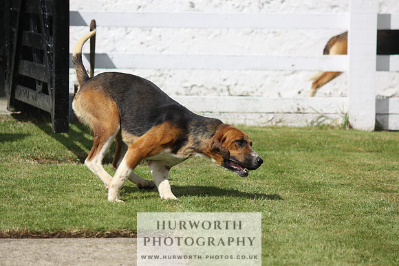 Hurworth Hunt Puppy Show 072