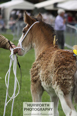 North Yorkshire County Show 106