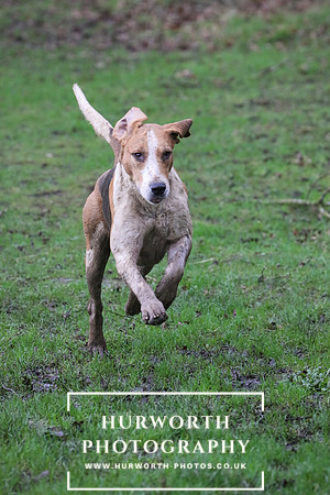 Hurworth Hunt 231