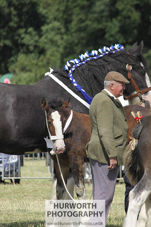 2013 Osmotherley Show 157
