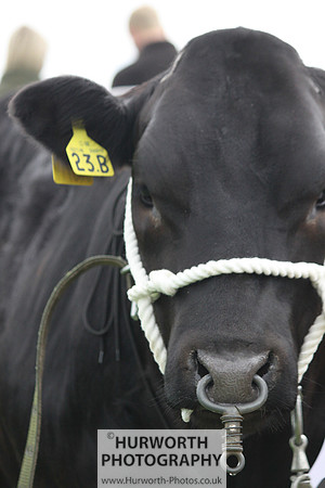 North Yorkshire County Show 130