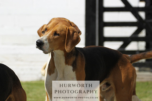 Hurworth Hunt Puppy Show 027