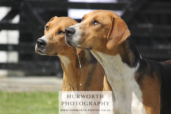 Hurworth Hunt Puppy Show 048
