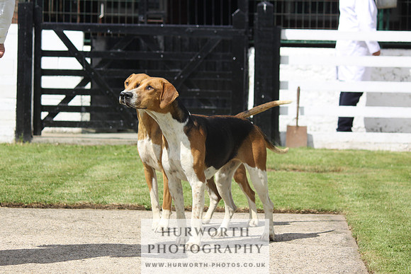 Hurworth Hunt Puppy Show 045