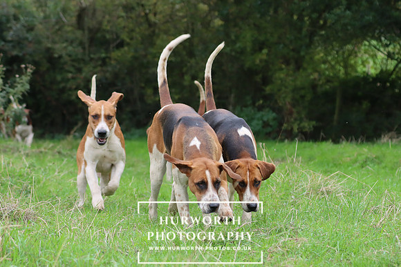 Hurworth Hunt 9