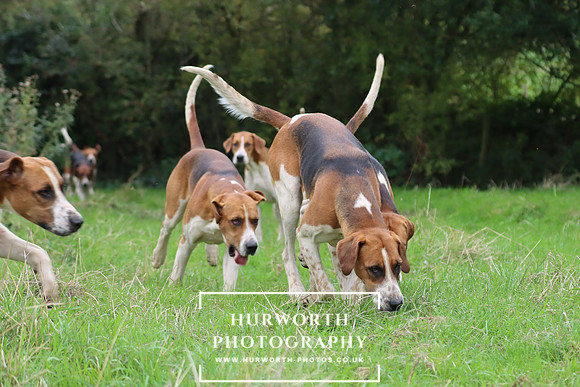 Hurworth Hunt 11