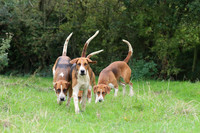 Hurworth Hunt 4