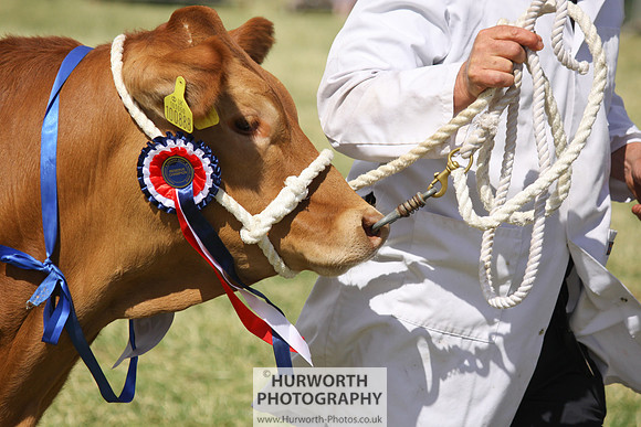 2013 Osmotherley Show 227