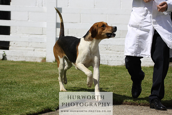 Hurworth Hunt Puppy Show 026