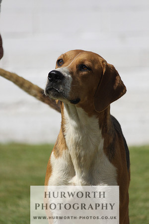 Hurworth Hunt Puppy Show 063
