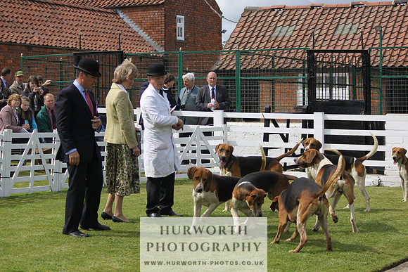 Hurworth Hunt Puppy Show 128
