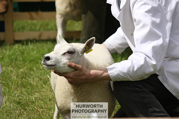 North Yorkshire County Show 164