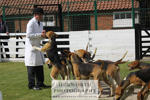 Hurworth Hunt Puppy Show 083