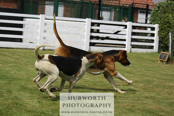 Hurworth Hunt Puppy Show 112