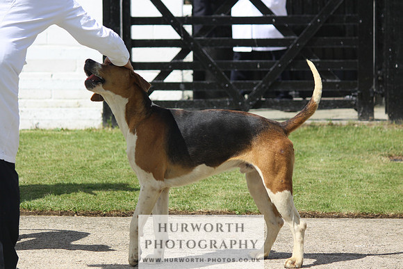 Hurworth Hunt Puppy Show 039