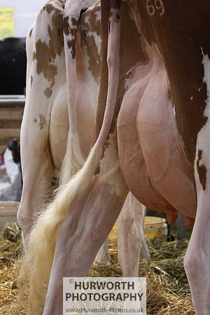 North Yorkshire County Show 044