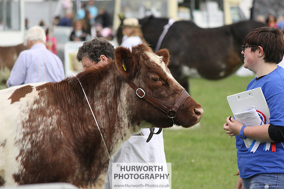 North Yorkshire County Show 136