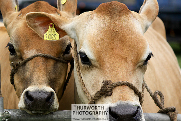 North Yorkshire County Show 016