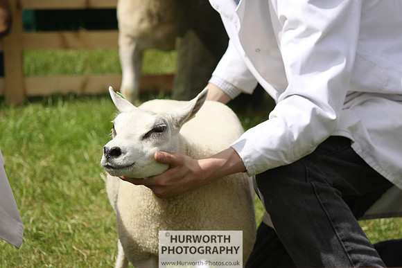 North Yorkshire County Show 165