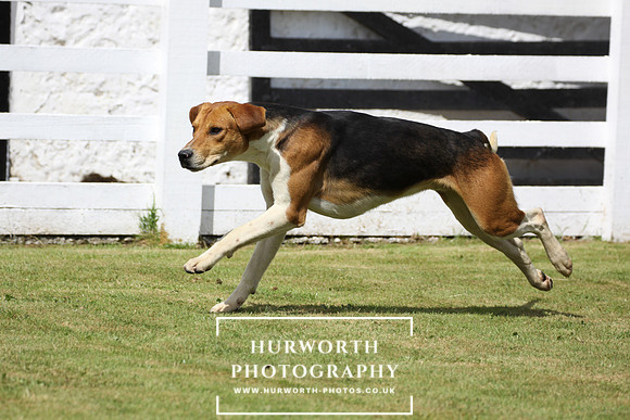 Hurworth Hunt Puppy Show 005