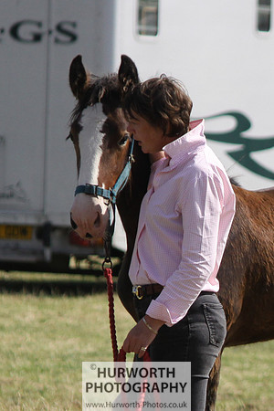2013 Osmotherley Show 330