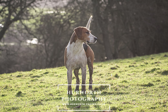 Hurworth Hunt 087